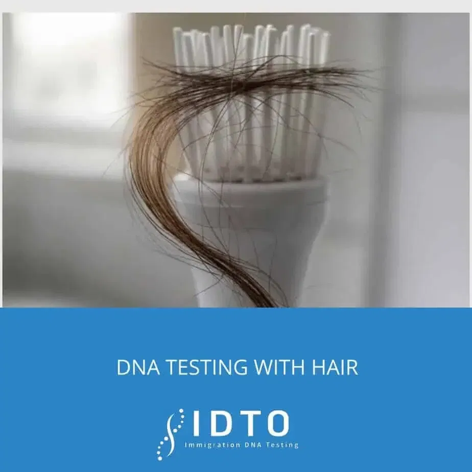 paternity test with hair